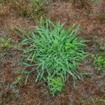 Best Time to Apply Crabgrass Preventer in Ohio