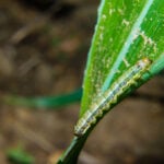 Signs of Armyworm Damage 