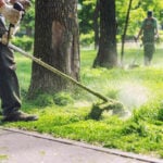 What is Lawn Mower Blight?