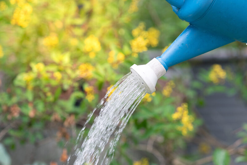 Closeup of a watering can pouring water with plants in the background