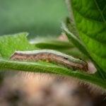 How to Prevent an Armyworm Infestation