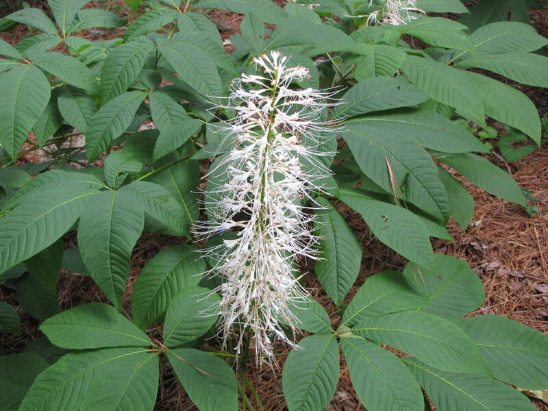 closeup of bottlebrush buckeye