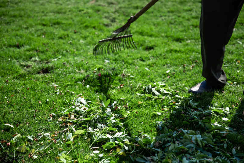 Someone cleaning up plant debris on a lawn with a rake