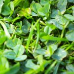 When is the Best Time to Plant Clover in Michigan?