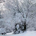 Winter Lawn Care Guide for Lansing, MI