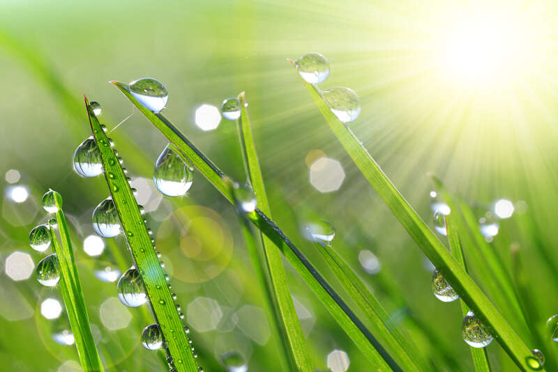 Water droplets on a lawn in the morning sunlight