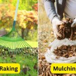 Is It Better to Rake or Mulch Leaves?