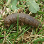 15 Common Insect Pests Damaging Your Lawn