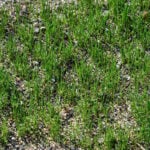 What is Dormant Seeding? And How to Dormant Seed Your Lawn