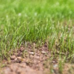 How to Dormant Seed Your Lawn