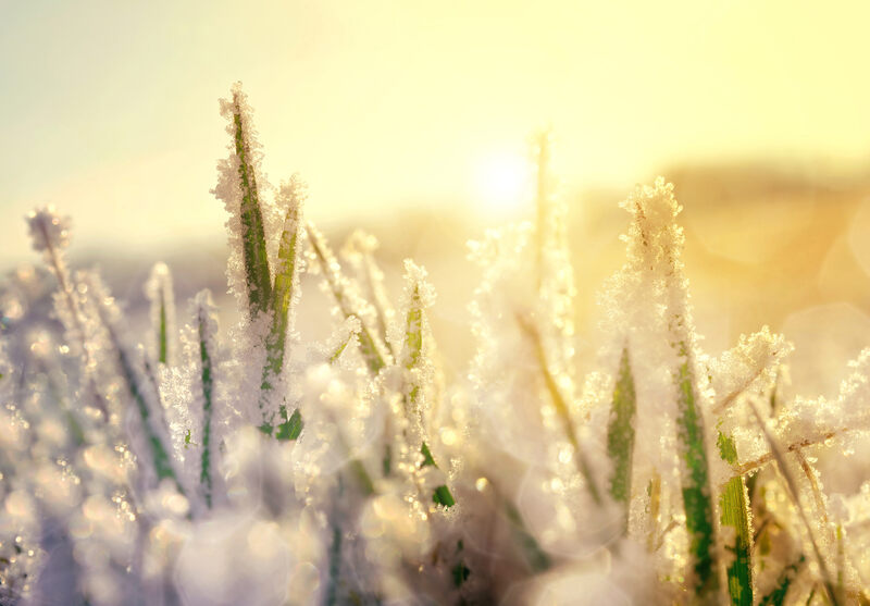 Frozen grass at sunrise