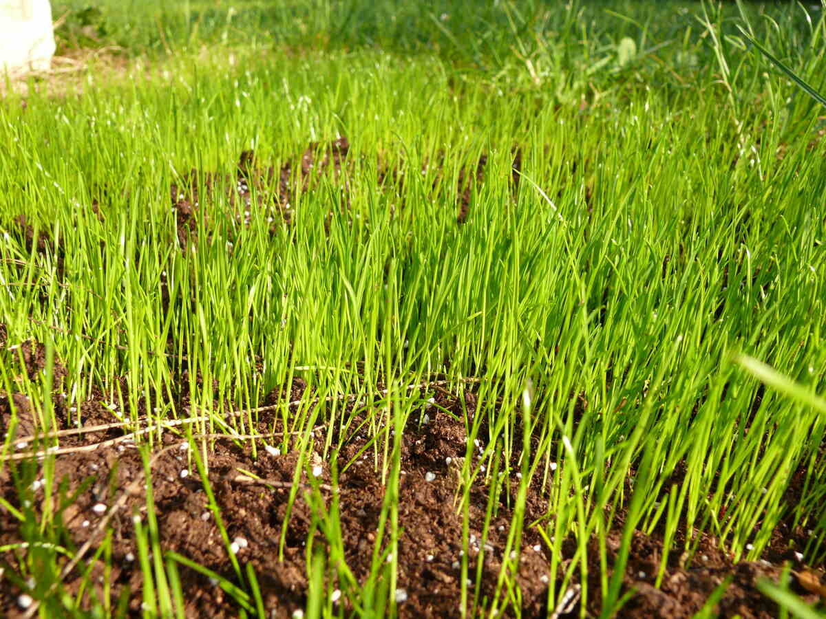 Newly growing grass with fertilizer granules visible on the dirt below