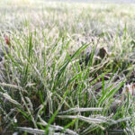 What is Winter Desiccation in Your Lawn?