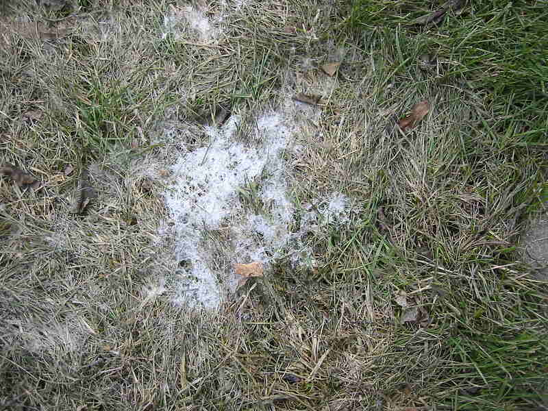 snow mold in lawn