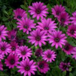 5 Drought-Resistant Plants For Santa Rosa, CA