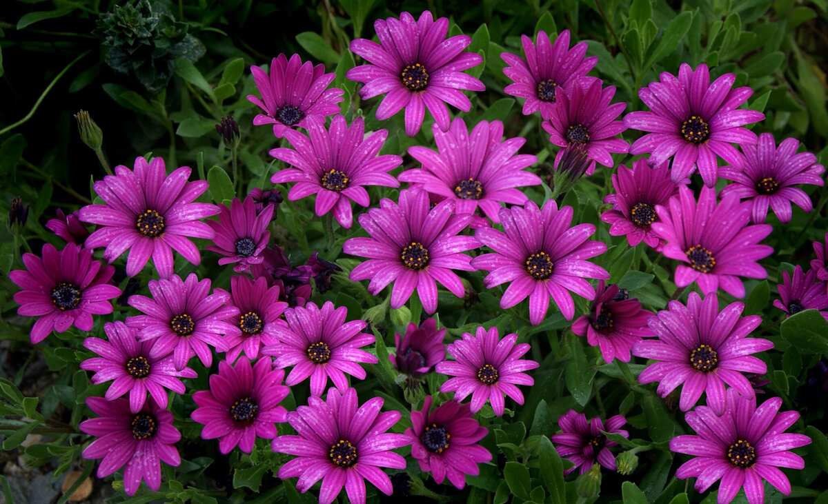 African daisy (Osteospermum)