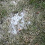 How to Prevent Snow Mold