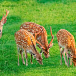 Deer-Resistant Landscaping for Denver Yards