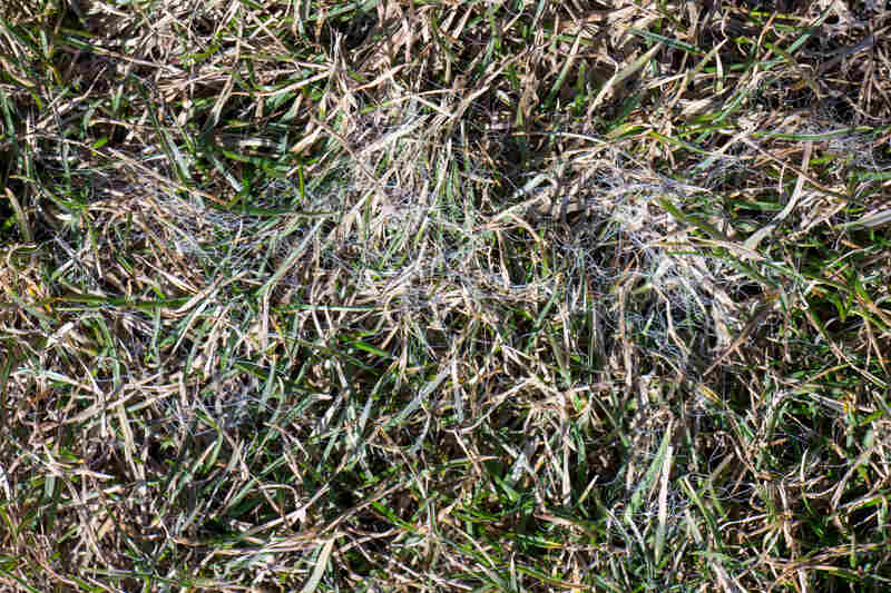 Spring lawn grass affected by grey snow mold Typhula sp. in the April garden