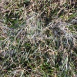 What is Snow Mold?