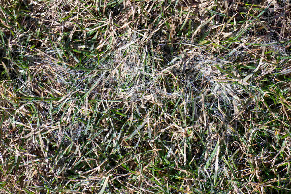 Spring lawn grass affected by grey snow mold Typhula sp. in the April garden