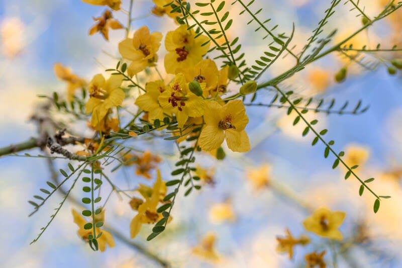 Yellow flowers blooming on a palo Verde tree in Arizona desert