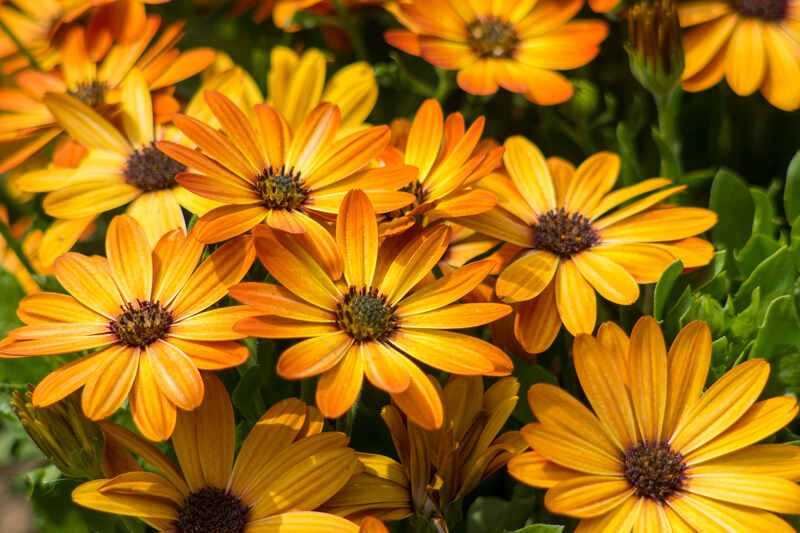 osteospermum - orange african daisy in the garden