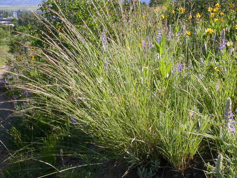 closeup of Bluebunch Wheatgrass