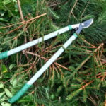 What’s the Difference Between Pruning and Trimming?