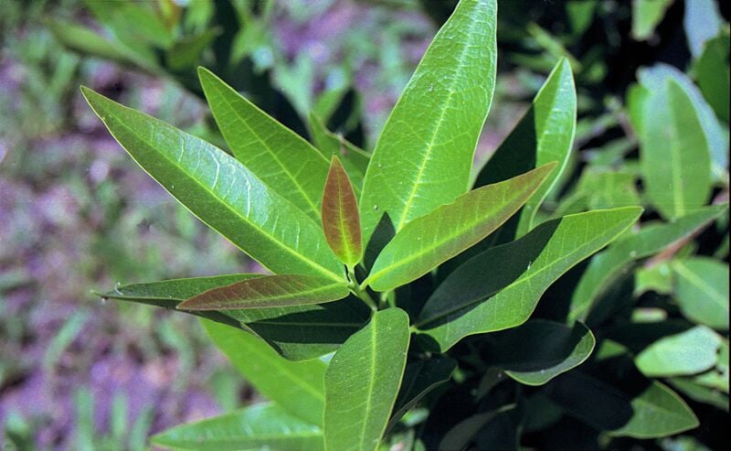 close up image of california bay laurel