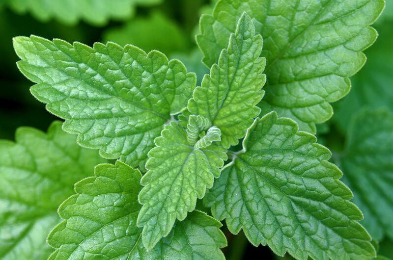 close up image of green leaves of catnip