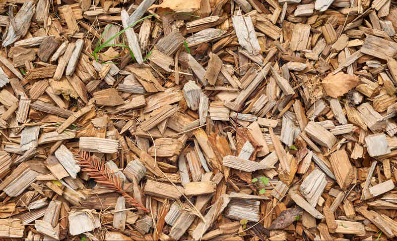 Cedar wood chips coverage the ground with dry yellow spruce branch