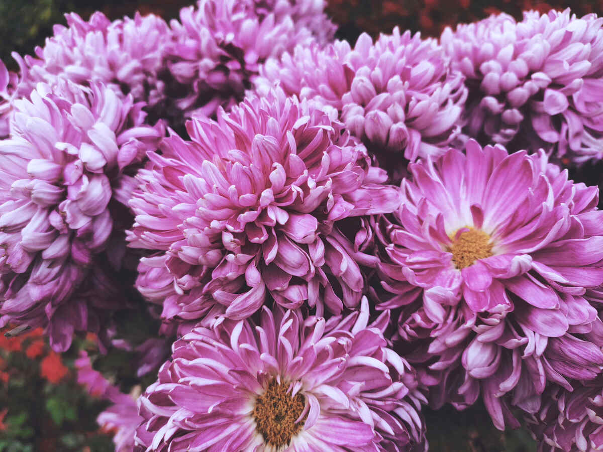 close up image of purple chrysanthemum