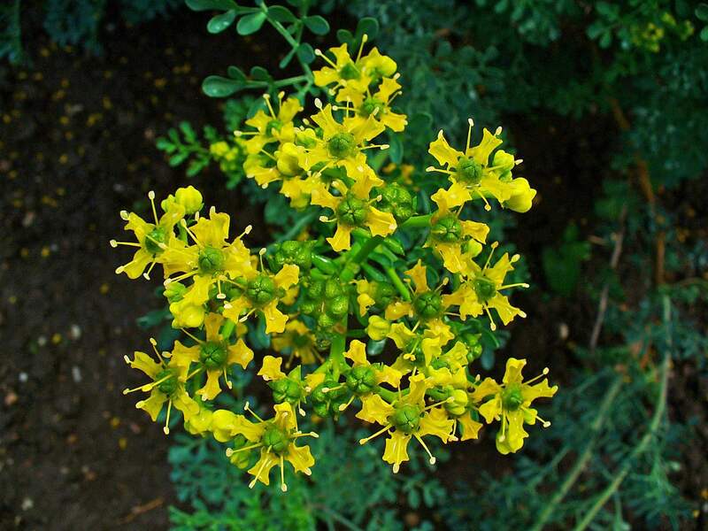 image of yellow flowers of common rue with blue-green leaves