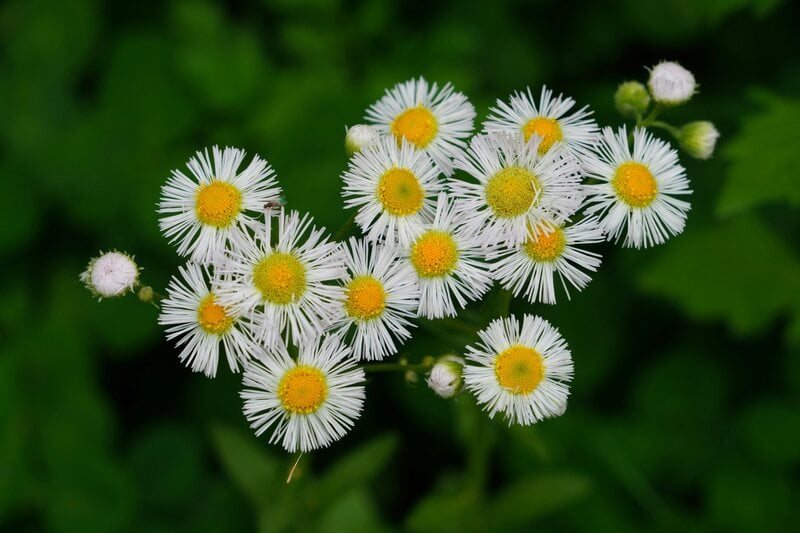 a close up image of fleabane daisy flowers