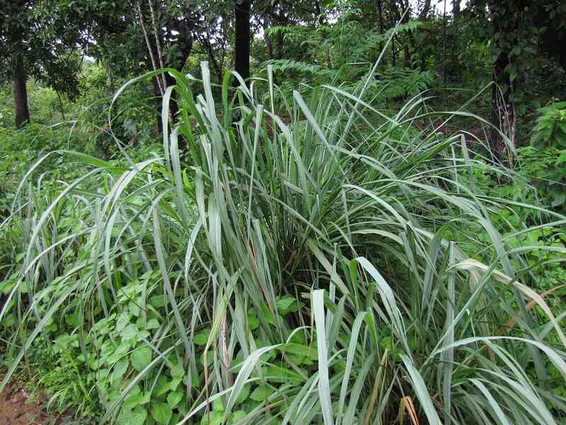 image of lemongrass grown in a lawn