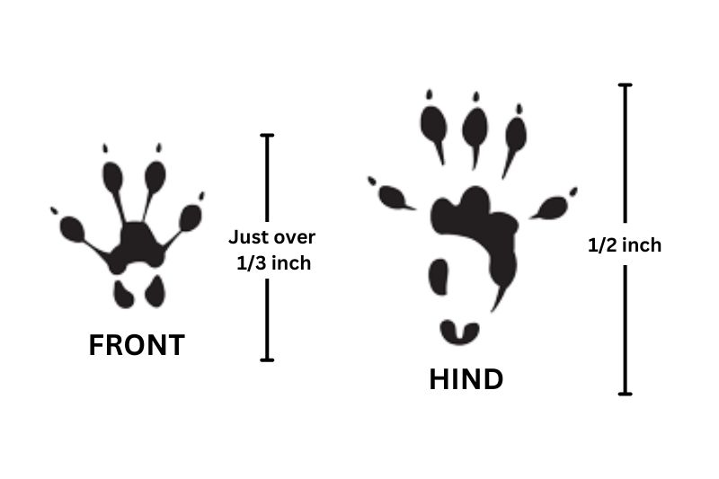 side by side comparison of vole track front and hind