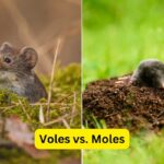 Voles vs. Moles: How to Tell the Difference