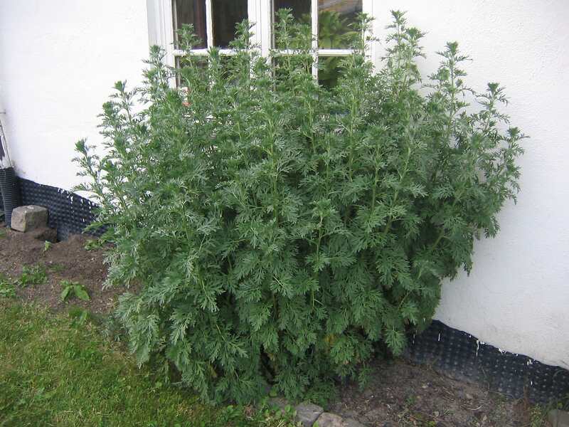 an image of wormwood bush infront of a window