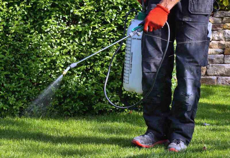 weedicide spray on weeds in garden. spraying pesticide with handheld sprayer to eradicate garden weeds on lawn. Using pesticides is dangerous to health. Weed control concept. herbicide.