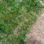 Signs of Salt Damage on Your Lawn and Why They Happen