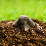 Signs of Moles in Your Yard