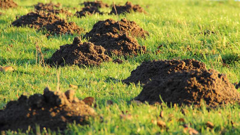 mole hills in a yard