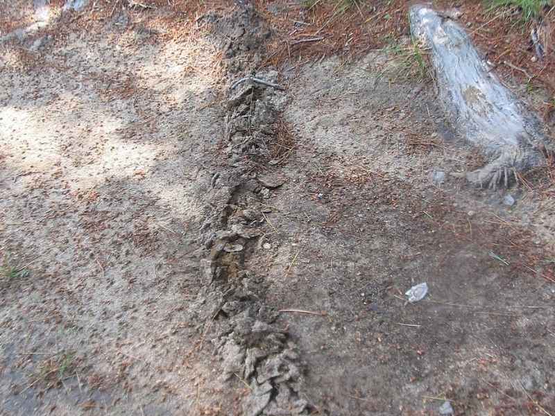 mole tunnel in dirt