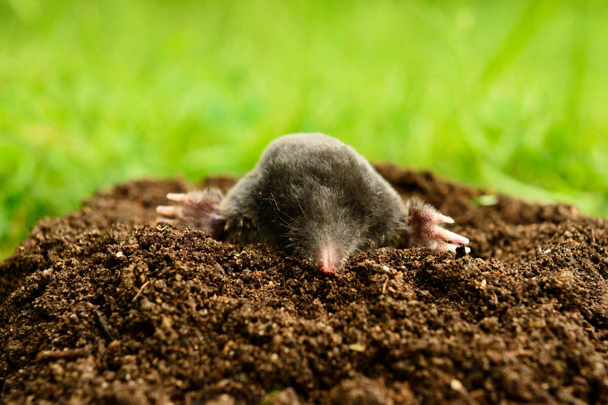 mole in a garden