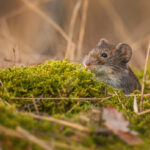 Signs of Voles in Your Yard