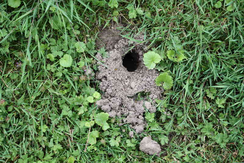 vole hole in a meadow