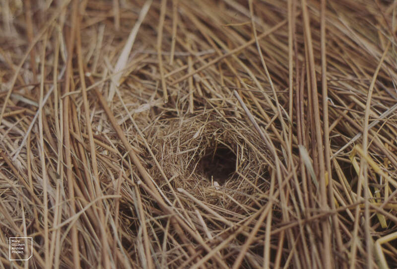 vole nests in a yard