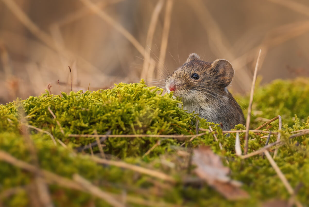 common vole sitting over grass in a yard