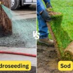 Hydroseeding vs. Sod: Which Is Right For You?